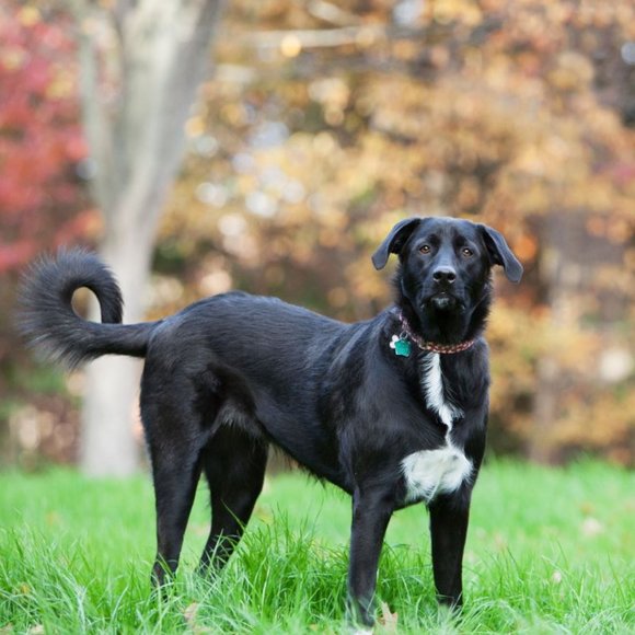 Meet your Posher, muttmomma - Picture 5 of 8